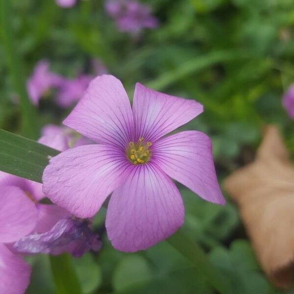 Oxalis debilis Kukka