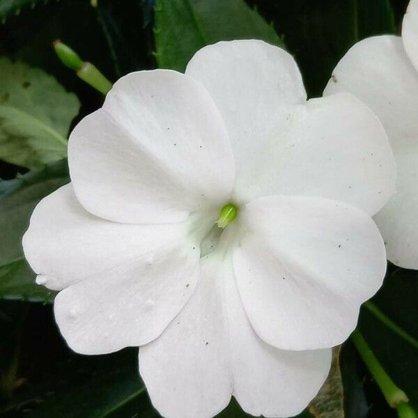 Impatiens walleriana Flower