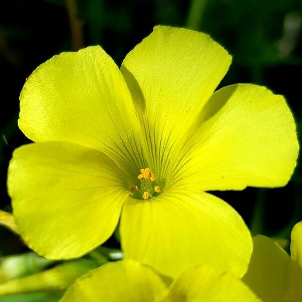 Oxalis pes-caprae Flower