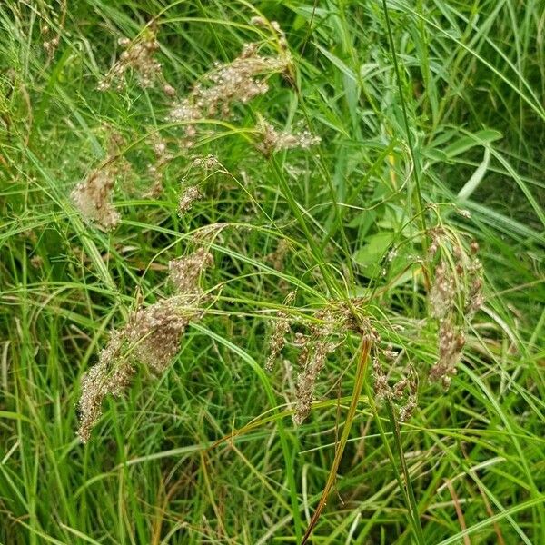 Scirpus cyperinus ഫലം