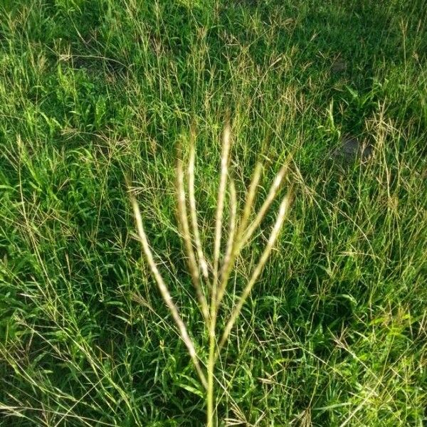 Digitaria eriantha Květ