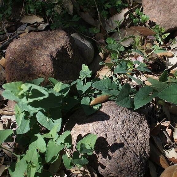 Aristolochia pistolochia ശീലം