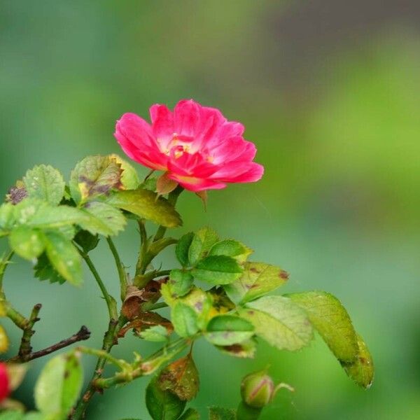 Rosa rubiginosa Kukka