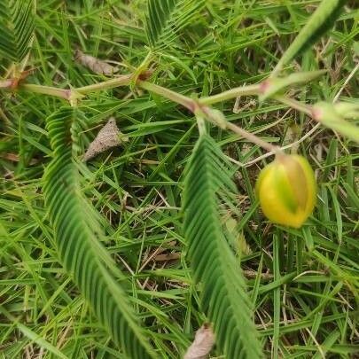 Chamaecrista fasciculata Feuille