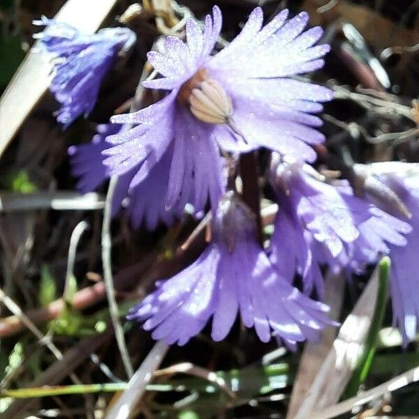 Soldanella alpina Fiore