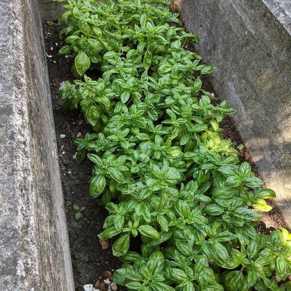 Ocimum basilicum Levél