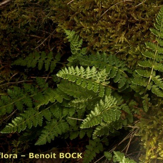 Woodsia ilvensis 其他