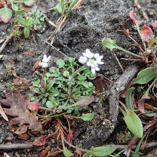 Teesdalia nudicaulis Flower