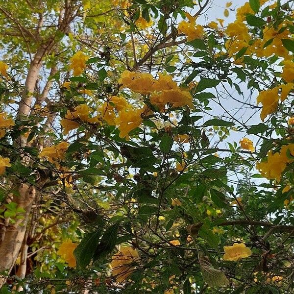 Tecoma stans Flower