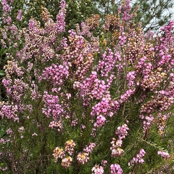 Erica erigena Flors