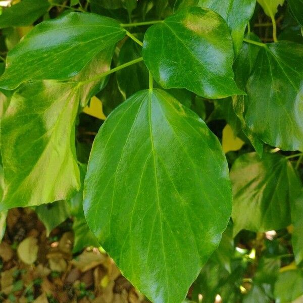 Hedera colchica Folha