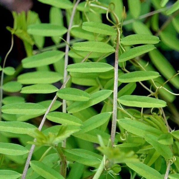 Vicia hirsuta Folha