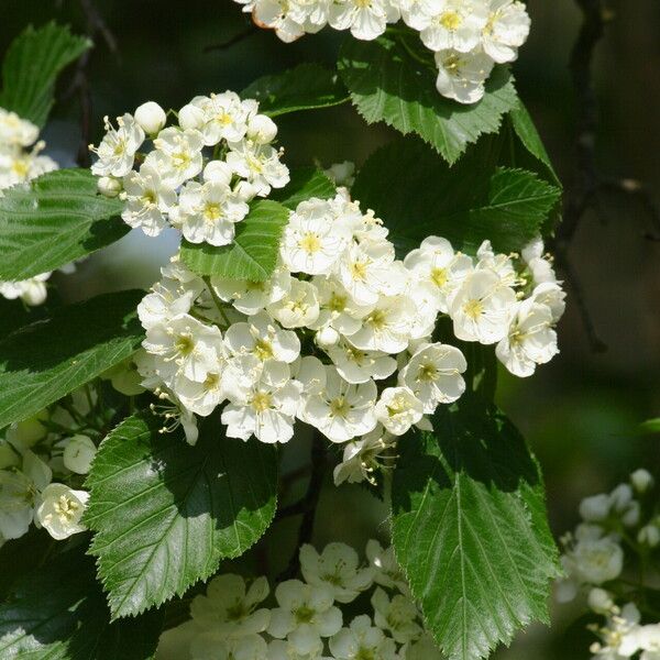 Crataegus succulenta 花