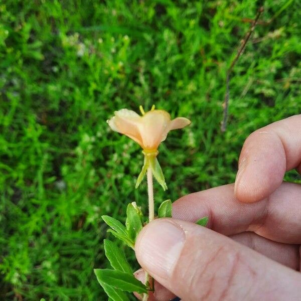 Oenothera laciniata Blüte
