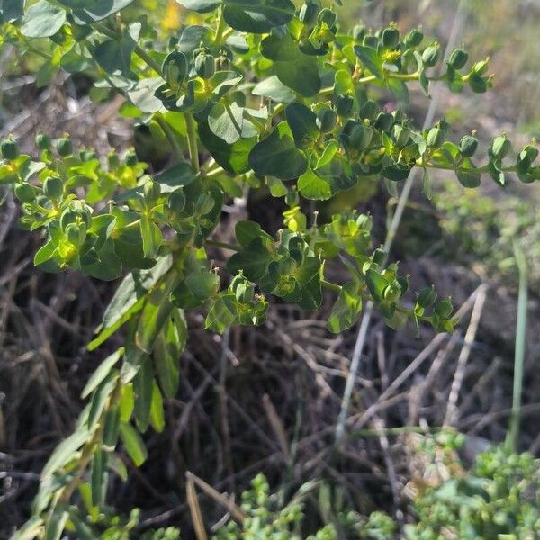 Euphorbia lagascae Лист