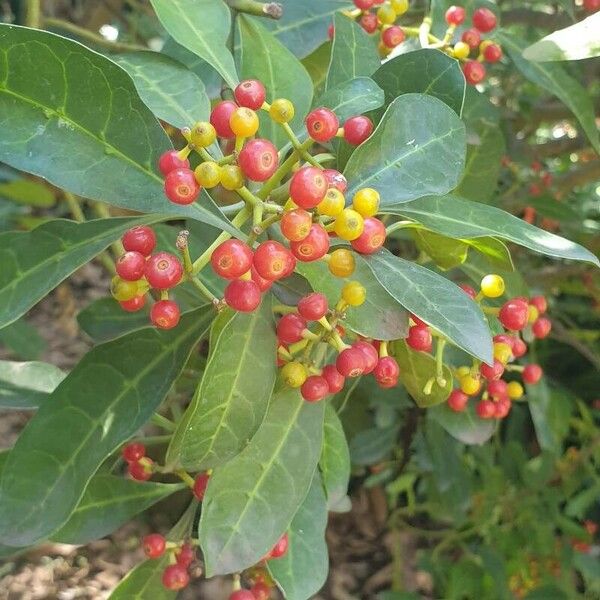 Psychotria capensis ফল