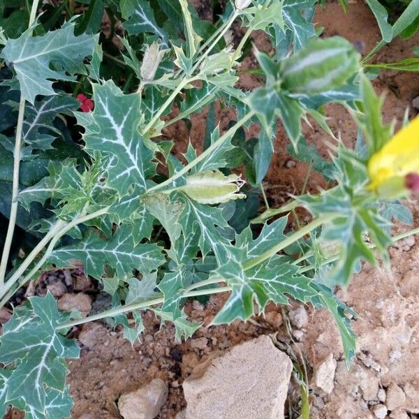 Argemone mexicana Hoja