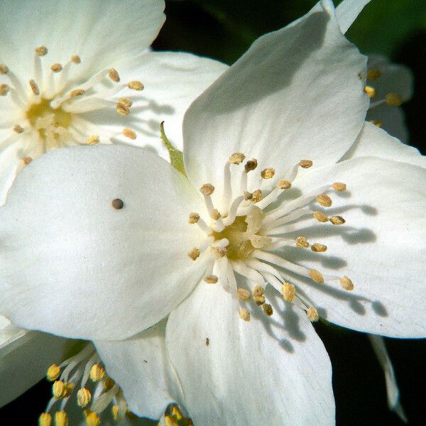 Philadelphus lewisii Blüte