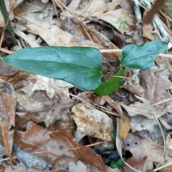 Smilax bona-nox Blad