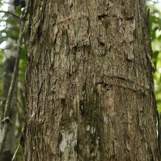 Mouriri crassifolia Bark