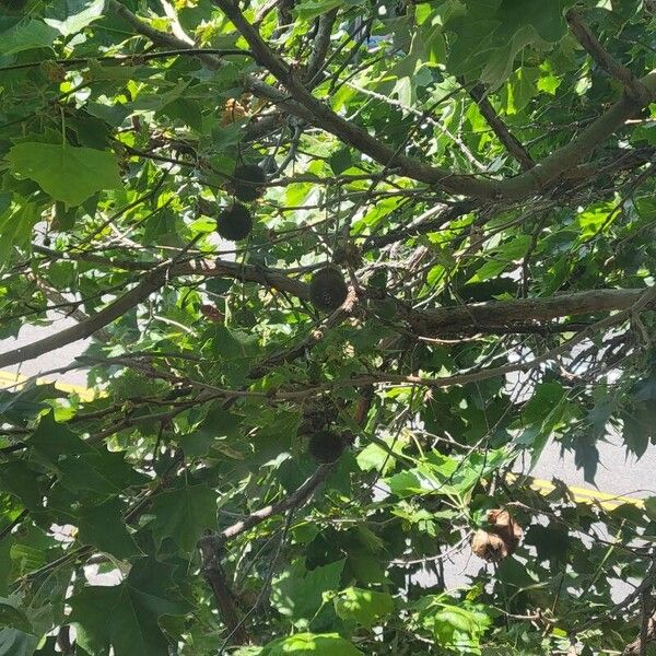 Platanus occidentalis Fruit