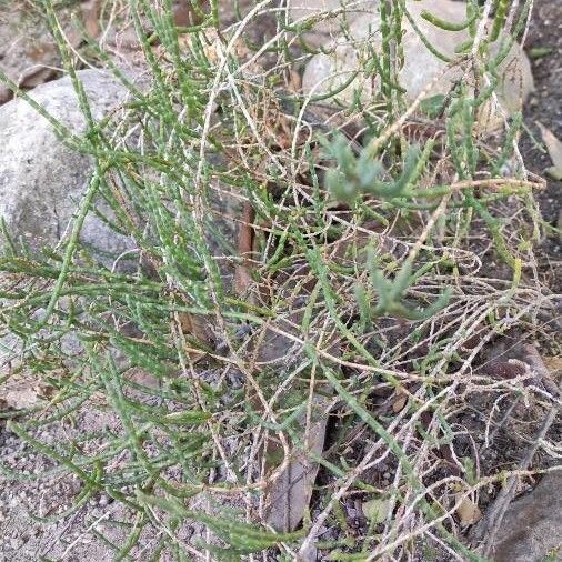 Haloxylon salicornicum