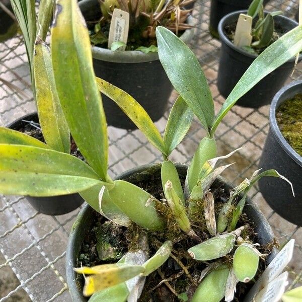 Brassia caudata Leaf