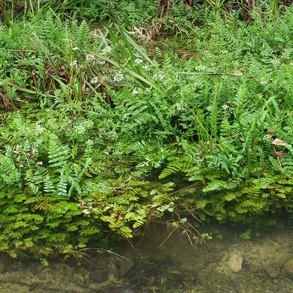 Berula erecta 整株植物