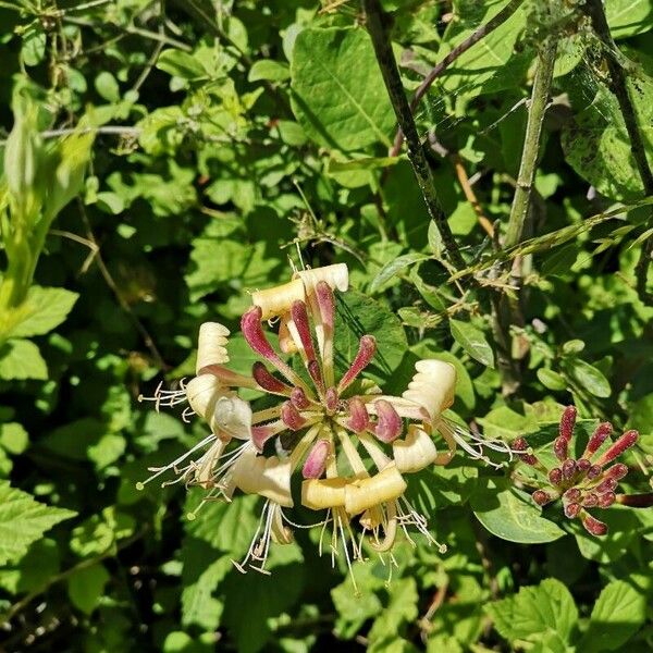 Lonicera periclymenum फूल