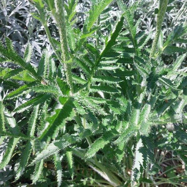 Papaver orientale Leaf