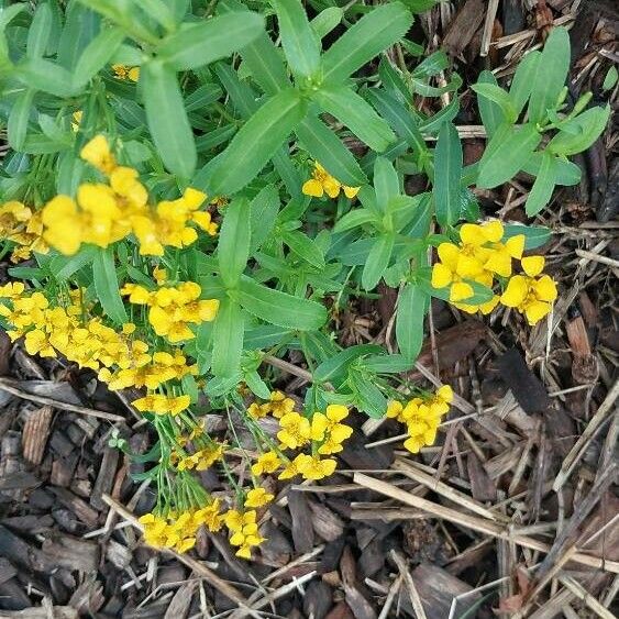 Tagetes lucida Lorea