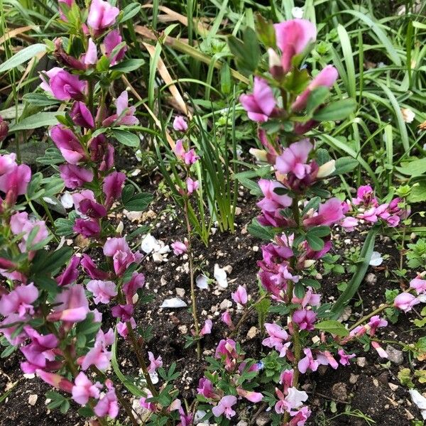 Chamaecytisus purpureus Květ