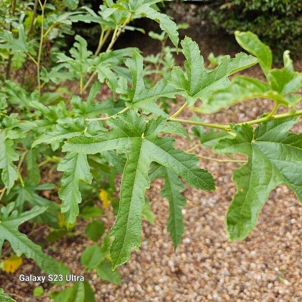 Morus alba Leaf