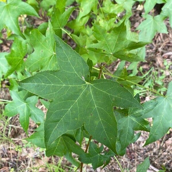 Liquidambar styraciflua Feuille