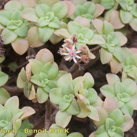 Aeonium goochiae Habitat