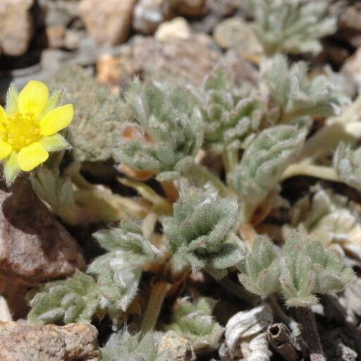 Potentilla pseudosericea (Silky cinquefoil)