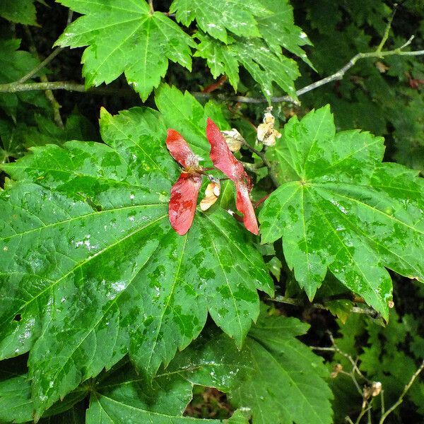 Acer circinatum ഫലം