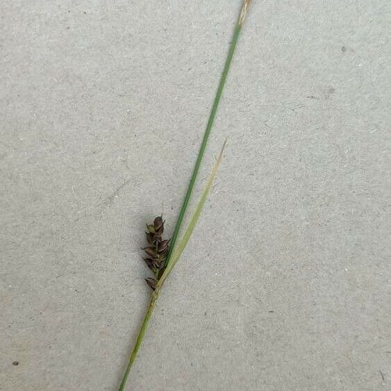 Carex panicea പുഷ്പം