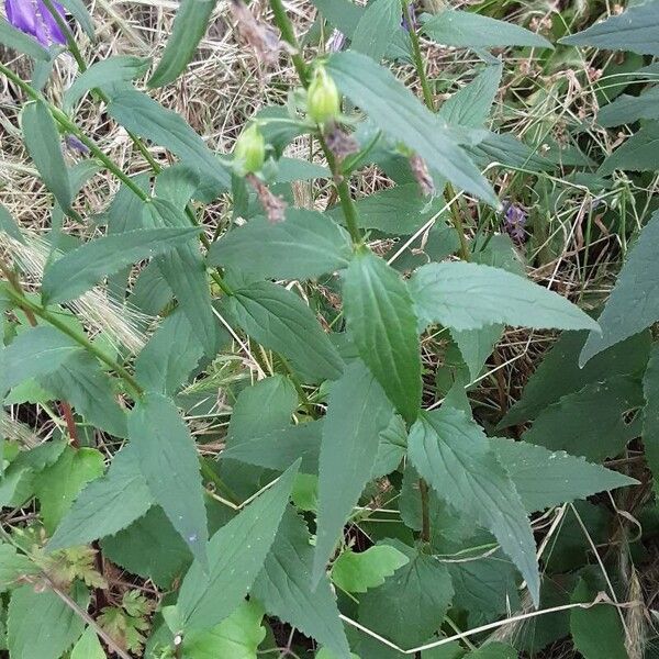 Campanula rapunculoides 葉