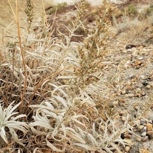 Artemisia cana Fiore