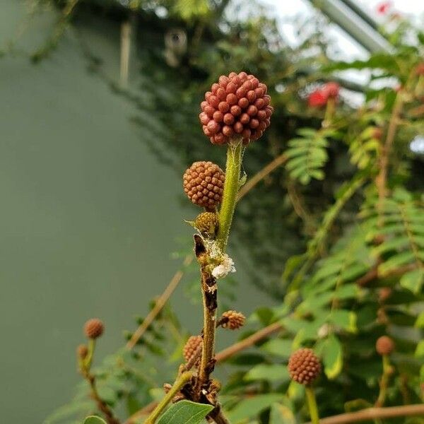 Calliandra haematocephala Frugt