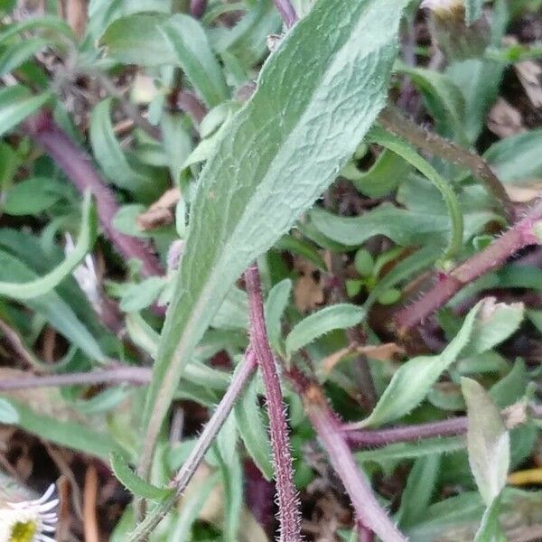 Erigeron acris Leaf