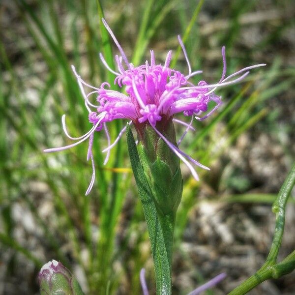 Liatris cylindracea Cvet