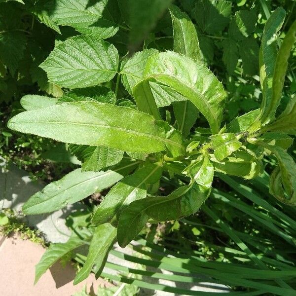 Cirsium altissimum Folha