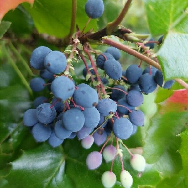 Berberis aquifolium Φρούτο