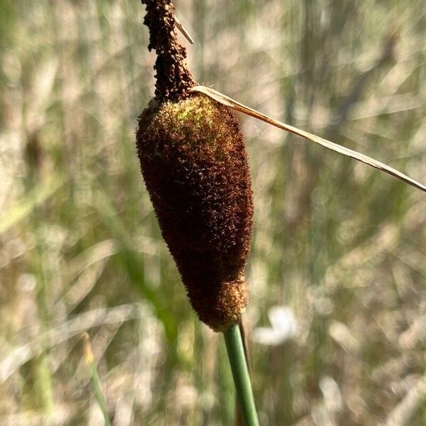 Typha minima Flor