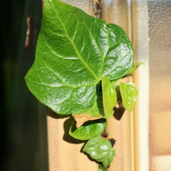 Hedera canariensis Leaf