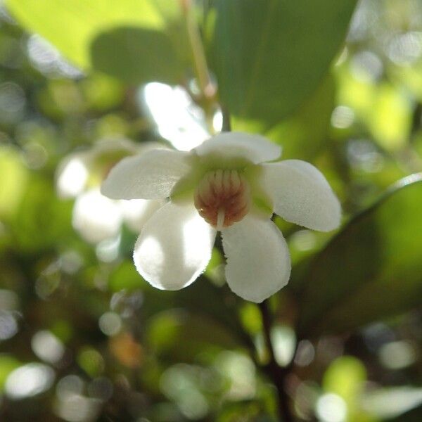 Uromyrtus emarginata Flower