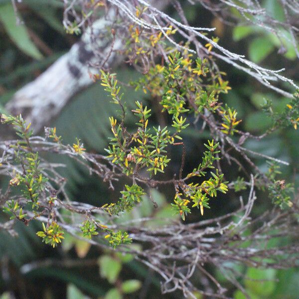 Erica arborescens ഇല