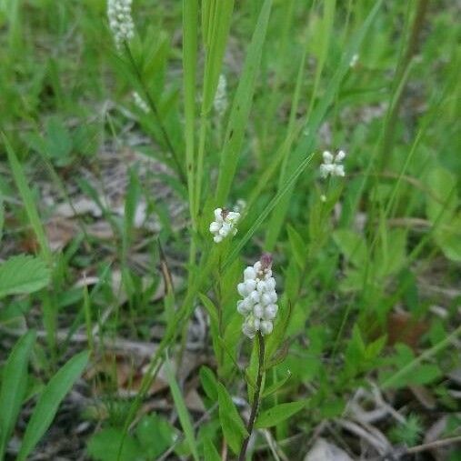 Polygala senega Flower